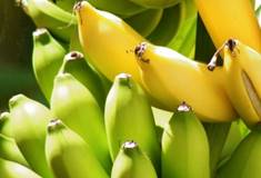 Descripción: Descripción: El plátano también puede ser fuente de electricidad y bioetanol